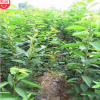 特供樱桃苗 基地种植 绿色安全放心
