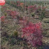 红色石楠 园林绿化景观苗木