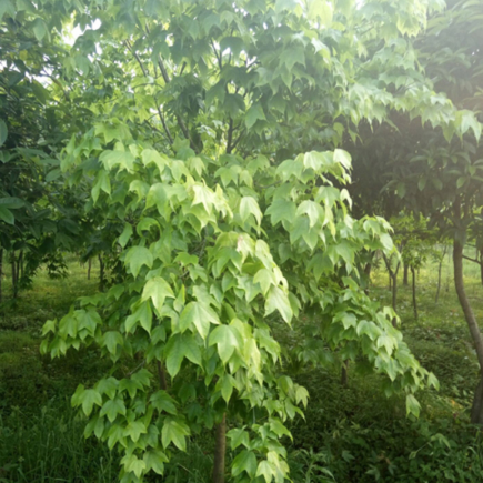 园林植物批发五角枫树苗 实拍 五角枫小苗 行道树 规格齐全