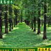 出售水杉树苗水杉绿化苗耐水湿速生水杉苗夏骞苗木基地发货