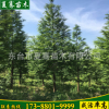 批发销售花卉绿化水杉树 水杉行道树品质保证 量大价格