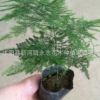 批发文竹盆景花卉迷你盆栽植物绿色防幅射办公室小型室内盆景植物