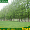 江苏基地直销各种规格水杉树园林景观绿化公园工程绿化水杉