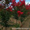 美国引进红火球紫薇 红火箭紫薇 花期长达4个月 年开两次大红花