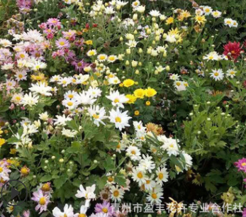 室内植物花卉盆栽 地被菊净化空气地被植物 出售地被植物宿根系列