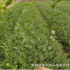 批发优质爬藤植物 小叶扶芳藤大叶扶芳藤 攀缘植物 绿化绿篱