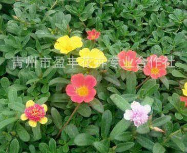 批发太阳花 山东青州草花 基地直销 精品太阳花 量大从优