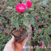 微型月季花苗 迷你玫瑰苗 室内桌面 带花发货月季盆栽 迷你芳香型