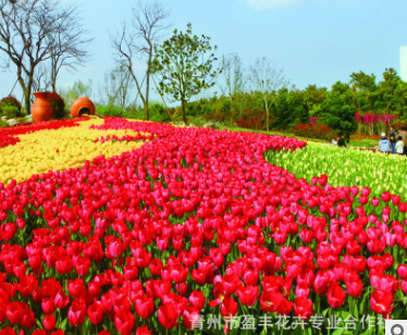 郁金香球根花卉室内盆栽花卉 郁金香种球苗木基地直销青州基地栽