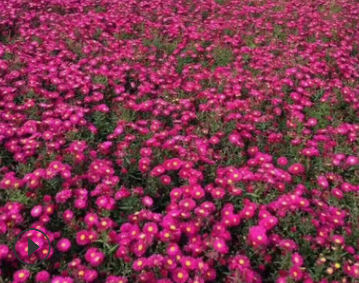 基地现货供应荷兰菊 地被菊品种齐全 盆景花卉批发市场