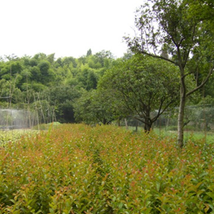 绿化小苗批发 根系发达 床苗 净化空气 量大优惠 丰彩苗木种植合作社