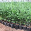 红豆杉小苗 1米－1.2米左右