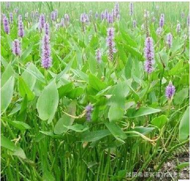 梭鱼草 优质水生植物 批发梭鱼草 规格全