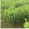 1.5米油松苗绿化苗木成活率高适应性强行道树规格齐全