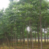厂家直供 优质树苗 高档绿植 基地大量种植销售