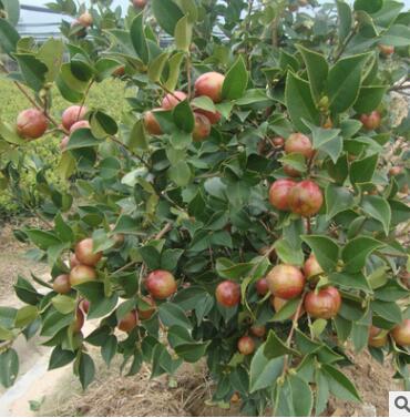 大量供应两年生油茶大田特级裸根苗用袋子包装运输