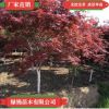 基地直销批发日本红枫 四季红枫树苗品种纯正规格齐全
