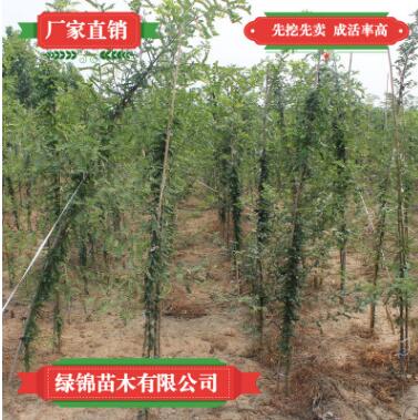 大量出售皂角树道路绿化苗木低价皂角