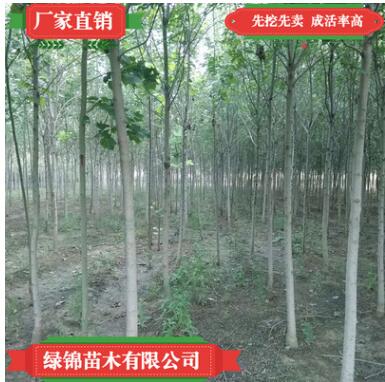 基地批发速生白蜡2.3.4.5cm白蜡树绿化工程用白蜡树易成活