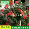 基地树桩月季直销 灌木树桩藤本月季 庭院花观景花月树桩季花