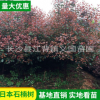 基地苗木批发红叶石兰 庭院绿化红叶石楠树 四季常青树红叶石楠