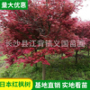 基地苗木供应红枫 抗寒红枫树 红叶羽毛枫四季火焰观赏植物红枫