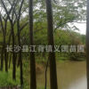 庭院景观落叶树种栾树基地直销 绿化行道树木栾树 苗木树苗批发