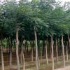 绿化庭荫风景树合欢 树形优美 色泽饱满 价格实惠 合欢树价格