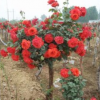 供应盆栽嫁接双色树状月季花树苗适应性强大花浓香