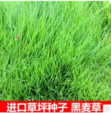 进口耐寒牧草种子多年生黑麦草种子四季常青鸡鸭鹅猪牛羊鱼草种籽图2