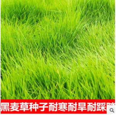 进口耐寒牧草种子多年生黑麦草种子四季常青鸡鸭鹅猪牛羊鱼草种籽图3