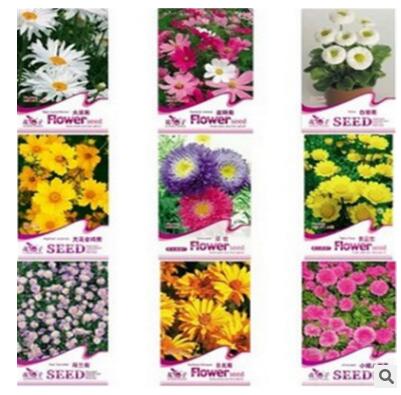各类菊花种子2-2 草花组合种子野花组合各种菊花种子量大从优图3