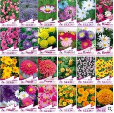 各类菊花种子2-2 草花组合种子野花组合各种菊花种子量大从优图2