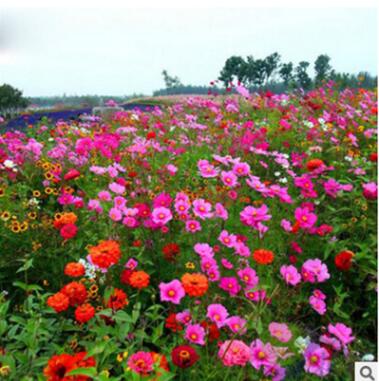 各类菊花种子2-2 草花组合种子野花组合各种菊花种子量大从优