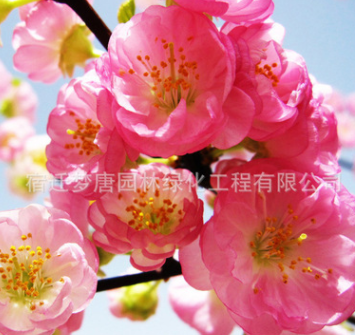 销售庭院观花植物 榆叶梅小苗 道路供应绿化工程苗木批发图3