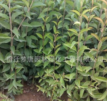 供应各种工程苗 大叶女贞高杆苗批发 绿化树木 规格齐全图2