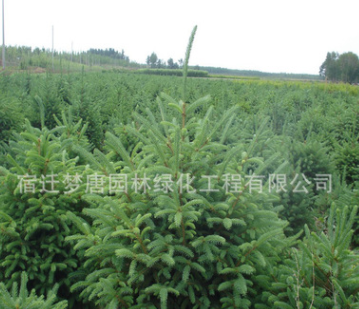 出售行道树小区绿化苗 云杉小苗 园林绿化树苗批发 量大从优图2