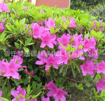基地直销优质杜鹃 毛娟球各种灌木苗 公园绿化灌丛盆栽花卉图3