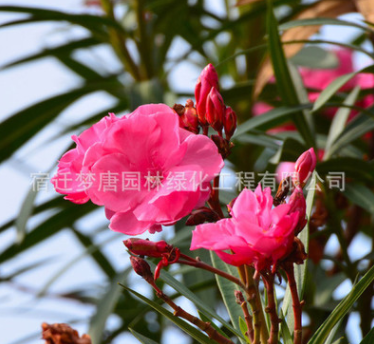 供应夹竹桃 夹竹桃树苗 行道风景庭荫防护湿地绿化苗木批发图3