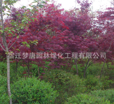 批发美国红枫树苗 秋火焰红枫苗中国红枫 盆栽地栽绿化苗批发图3