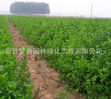 基地热销卫矛苗 四季长青卫矛小苗 园林绿化观赏小苗批发图3
