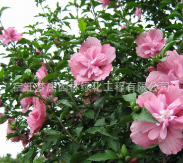 批发木槿花苗 园林绿化木槿小苗 庭院篱笆围栏墙耐热阴花期久图2