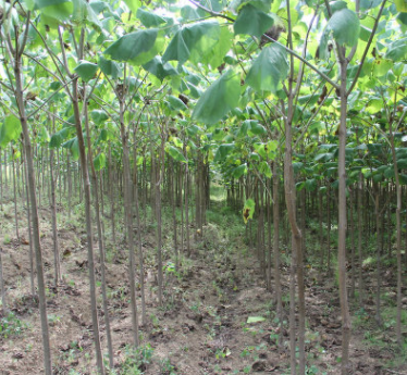 梧桐梓树 梓树种苗 梓树各种规格批售 大量乔木销售 花灌木批图3
