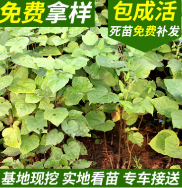 梧桐梓树 梓树种苗 梓树各种规格批售 大量乔木销售 花灌木批图1