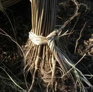 紫穗槐 紫穗槐小苗 丛生紫穗槐 园林绿化苗木 防沙固坡植物图2