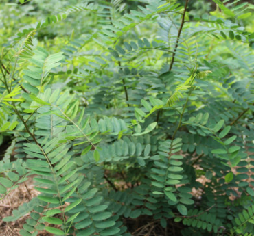 紫穗槐 紫穗槐小苗 丛生紫穗槐 园林绿化苗木 防沙固坡植物图3