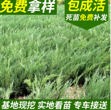 直销批发沙地柏 高20-100cm沙地柏 绿化工程基地防风固沙图2