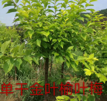 基地直销金叶榆叶梅 出售乔木金叶榆叶梅 彩叶新品种 京桃图2