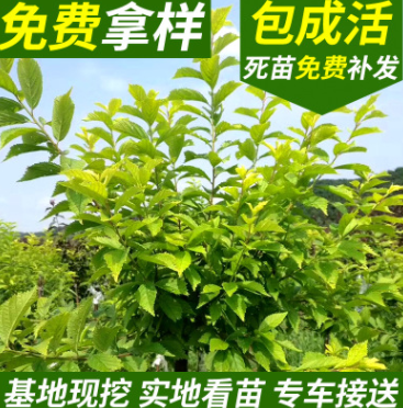 基地直销金叶榆叶梅 出售乔木金叶榆叶梅 彩叶新品种 京桃图1
