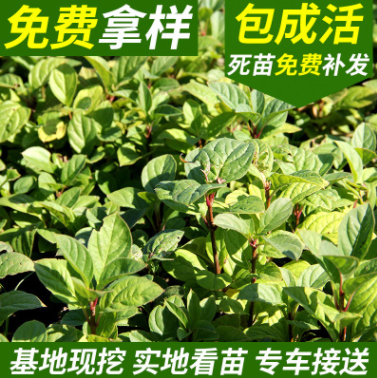 红丁香 丁香小苗 四季小叶 紫丁香 红丁香小苗大量价格优惠图1